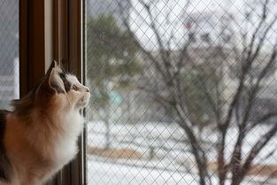 动物伤感图片,瞬间捕捉的伤感瞬间